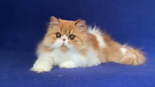 Pumpkin Persian Red and White Male kitten of Majestymeow Cattery!