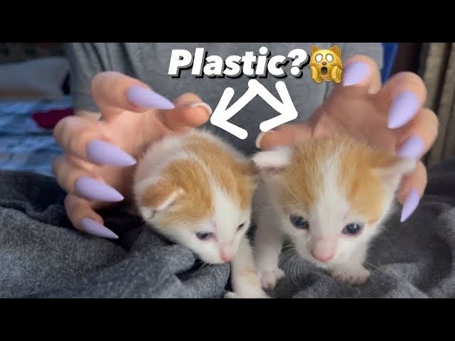 Asmr tapping on Plastic tiny kitty’s 🤗
