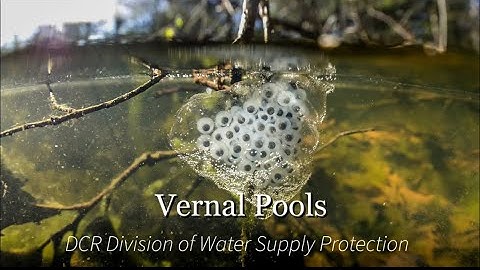 Vernal Pools