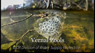 Vernal Pools