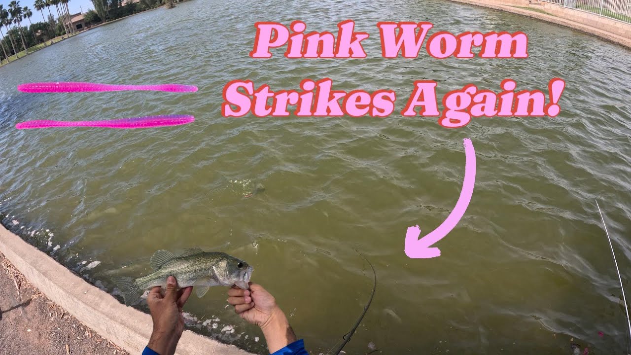 Pink Worm Bass Fishing