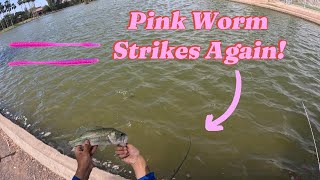 Pink Worm Bass Fishing