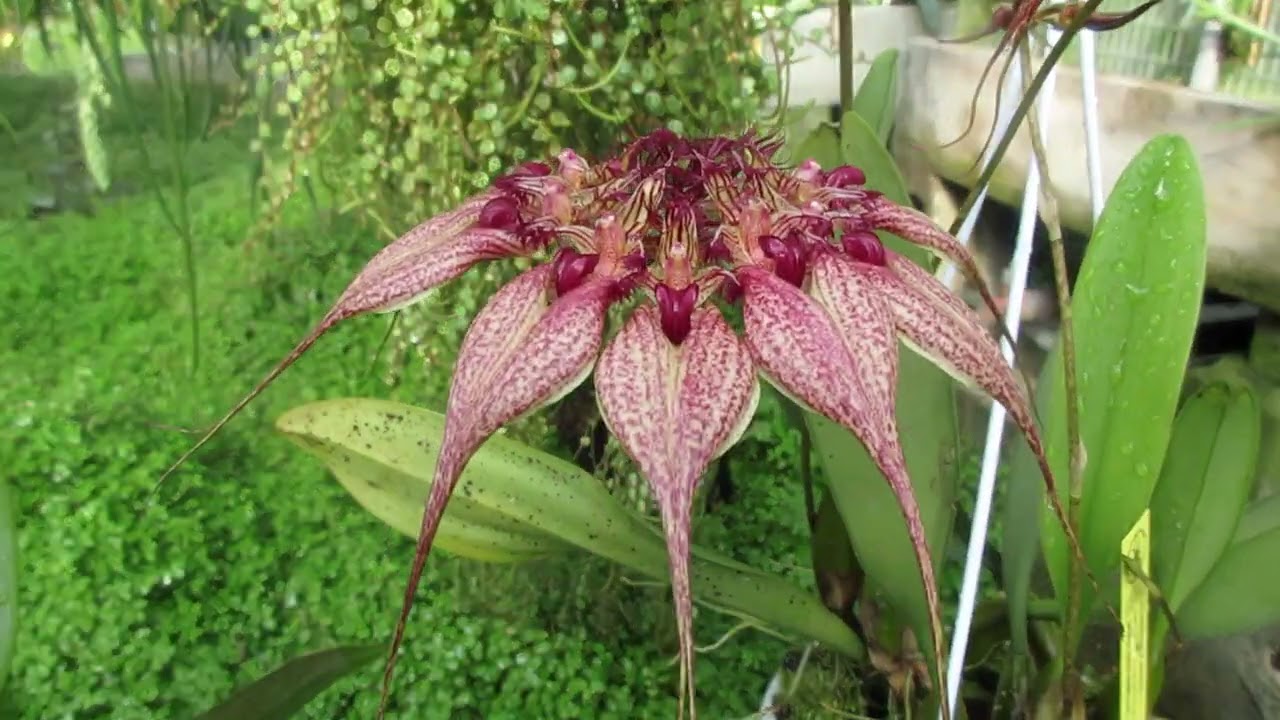 alcune fioriture di oggi all'Orchideria di Morosolo