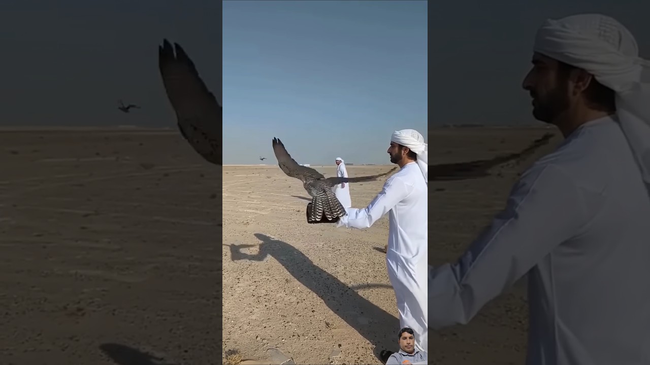 Dubai famous bird 