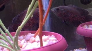 Download Lagu Oscar Help? MP3