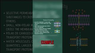 Cell Membrane Transport: How Molecules Move Explained! #shorts