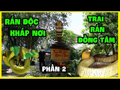 Video Sự Thật - Rắn Hổ Mây Trong Trại Rắn Đồng Tâm Phần 2 |... - youtube