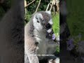 LEMUR MADAGASKAR SI MATA TAJAM! Fakta Gahar Lemur catta yang Bikin Tercengang!#animals #subscribe