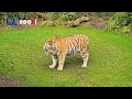 Tijger Zeya in haar nieuwe habitat!🐅