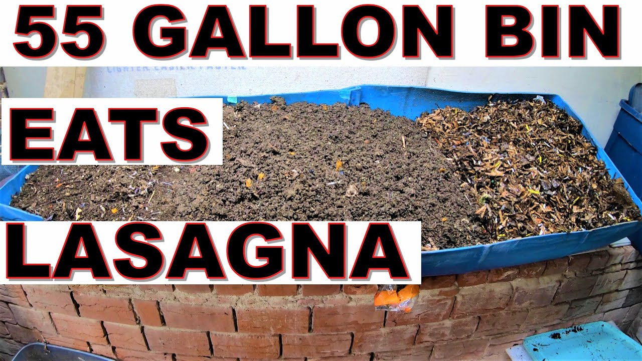 55 gallon worm bin EATS the LASAGNA bin