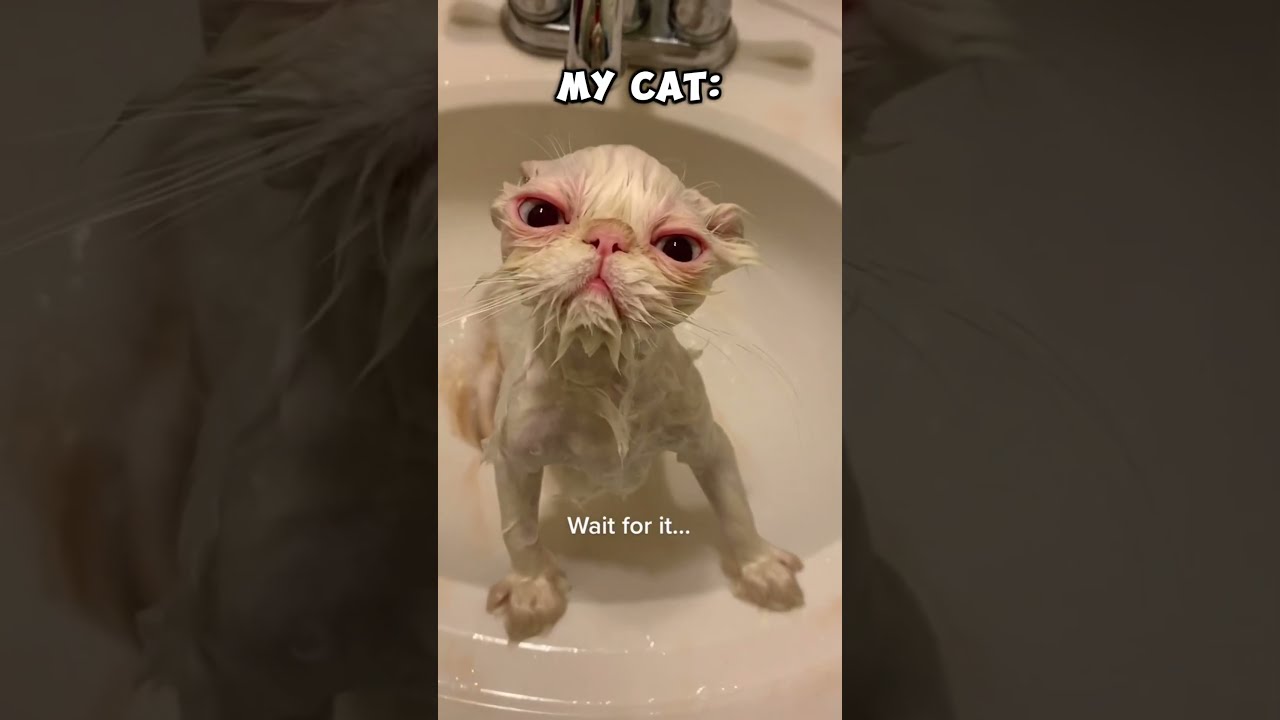 My Friends Cat Vs Cats Kitten Funny Fun Cute Pets Animlas