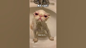 My Friends Cat vs My Cats #cat #kitten #funny #fun #cute #pets #animlas