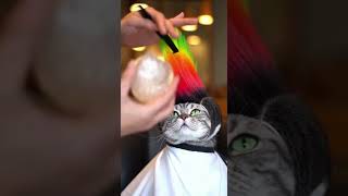 媽:這只是過渡期... 貓:這就是真正的我!🎸 Mom: "It's just a phase." Me: "THIS IS WHO I AM!" #shorts #cat #funny