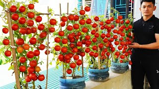 Surprised By How To Grow Tomatoes In Plastic Bottles, Giving Lots Of Fruit by Gardening Recipes 4,665 views 1 month ago 15 minutes