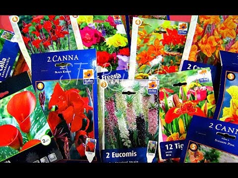 Многолетники 2019. Анемона, иксия, калла, канна и ...