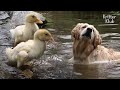 The Dog-Avengers Are Here To Safeguard The Ducks (Part 2) | Kritter Klub