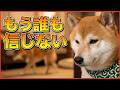 みんな大嫌い!兄と妹に激怒され、弟にも相手にされない柴犬が絶望してしまいました・・・