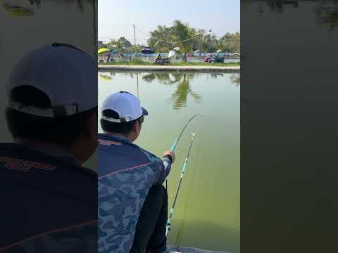 CHÉP HẠT KIM LONG - MỘT PHÁT ĂN NGAY UY TÍN NHA | VIETNAM FISHING TV