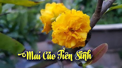 Mai Cúc Tiên Sinh 😊😊😊
