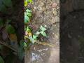 巨大外来生物が隠れていたので…