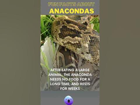 FUN FACTS ABOUT Anacondas - YouTube