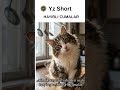 “Cuma Mesajını Kediden Al 🐾” #kedi #komikkedi #cat #catshorts #funnycat ...