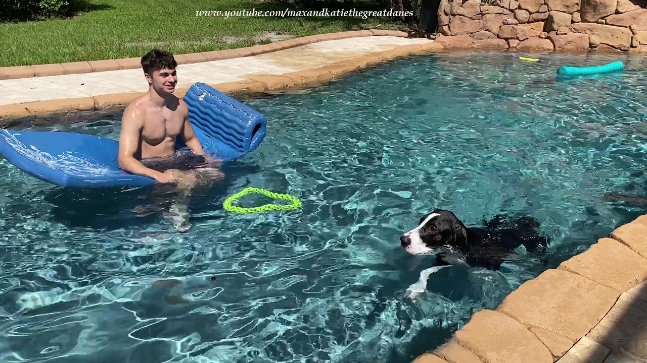 Water Loving Great Dane Enjoys A Swim With Her New Friend