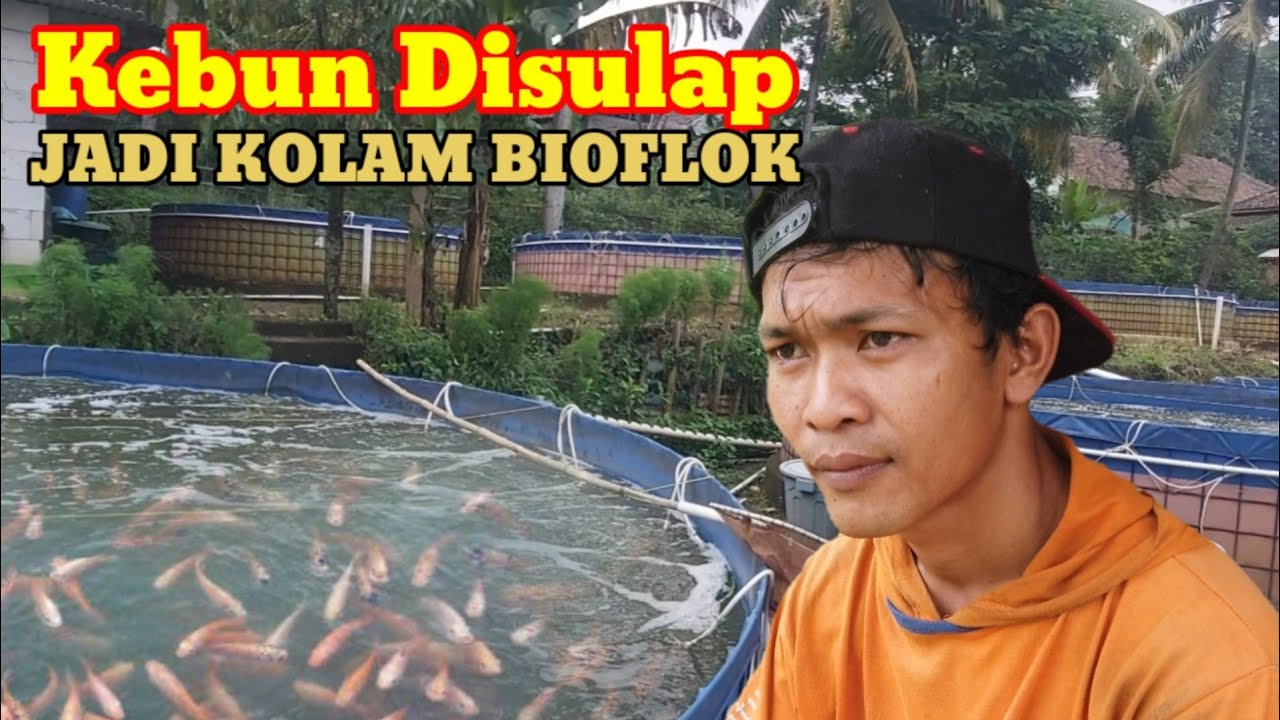 belajar bioflok lagi, Kang Ajat panen ikan nila merah 3 ton tiap bulan, terus menambah jumlah kolam