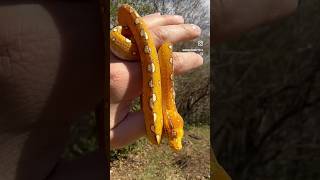 Famous #MoreliaAzurea - Biak Green Tree Python Wealth