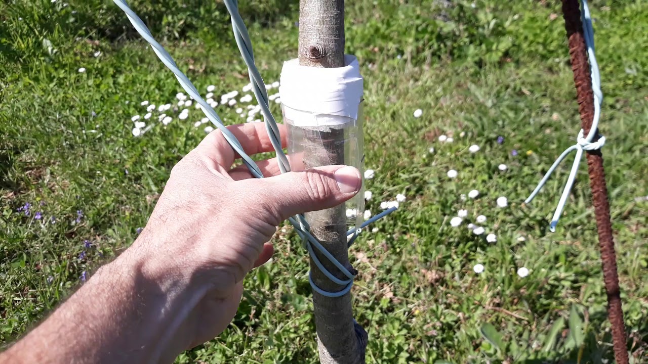 cómo hacer la típica barrera anti hormigas en árboles frutales YouTube cómo hacer la típica barrera anti hormigas en árboles frutales YouTube