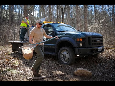 Va Trout Stocking