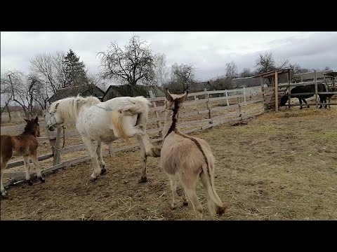 осёл полюбил кобылу