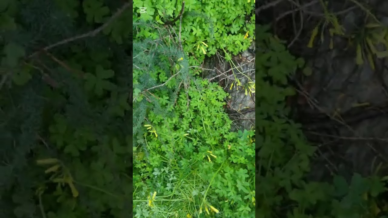 Mañana lluviosa cogiendo esparragos silvestres por la parcela, truquillo al final!👌