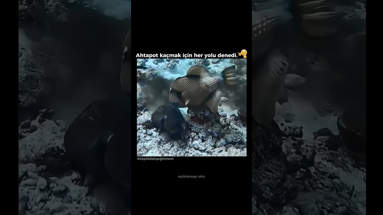 AHTAPOT Kaçmak İçin Her Yolu Denedi