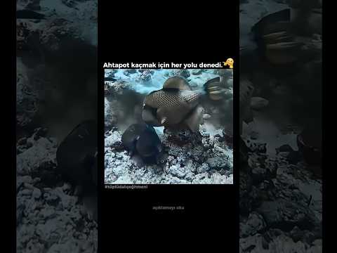 AHTAPOT Kaçmak İçin Her Yolu Denedi