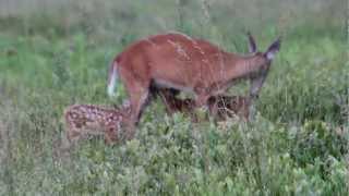 Twin Whitetail Fawns Nursing