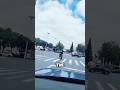 Traffic Police Bird