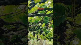 #munthiri thopp🍇🍇#cumbum#theni#shortsfeed#shortsyoutube#shorts|Anvi's world ❤️|