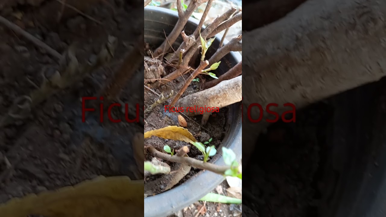 my hunted ficus religiosa plant results