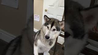 Who Loves  Spaghetti #alaskanmalamutes #cockatiels #malamutelovers by BUBCvision 1,650 views 2 months ago 1 minute, 14 seconds