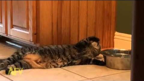 Lazy Cat Drinks Water Lying Down