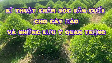 chăm sóc cây đào # hãm dăm cho cây đào
