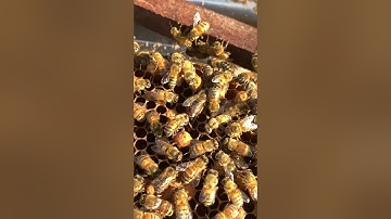 Inside the Hive, Queen Bee Egg Laying  #honeybeesting #beekeeping #beefeater #beekeeper #savethebees