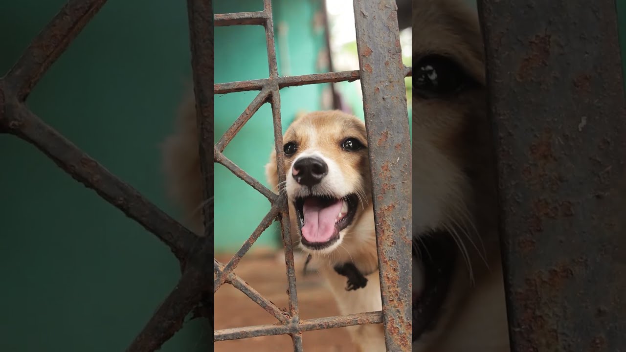 My World Doglovers Trending Shortvideos Viral Trend