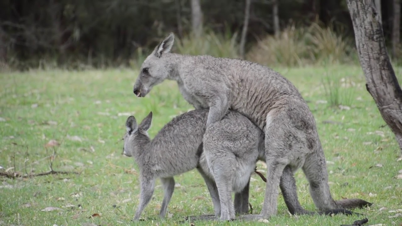 Australian Wildlife : Mating Kangaroos | HT Wildlife - YouTube