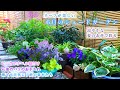 【夏の半日陰を涼やかに彩る】【雨を乗り切る草木のお手入れ】【寄せ植え・ピンクアナベル植え付け】花後のバラお手入れ/ガーデニング/カラーリーフ