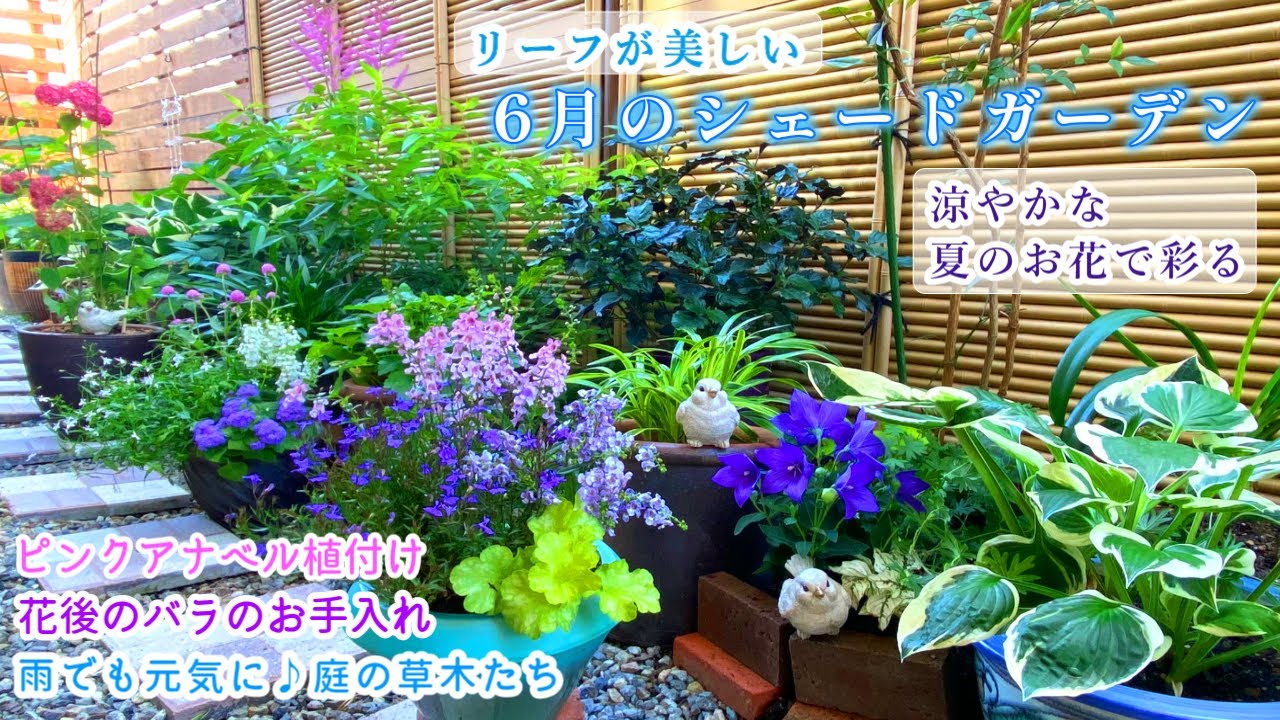 夏の半日陰を涼やかに彩る】【雨を乗り切る草木のお手入れ】【寄せ植え