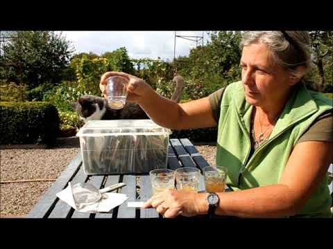 Video: Tomatsorter Og Hybrider, Dyrkningsteknikker