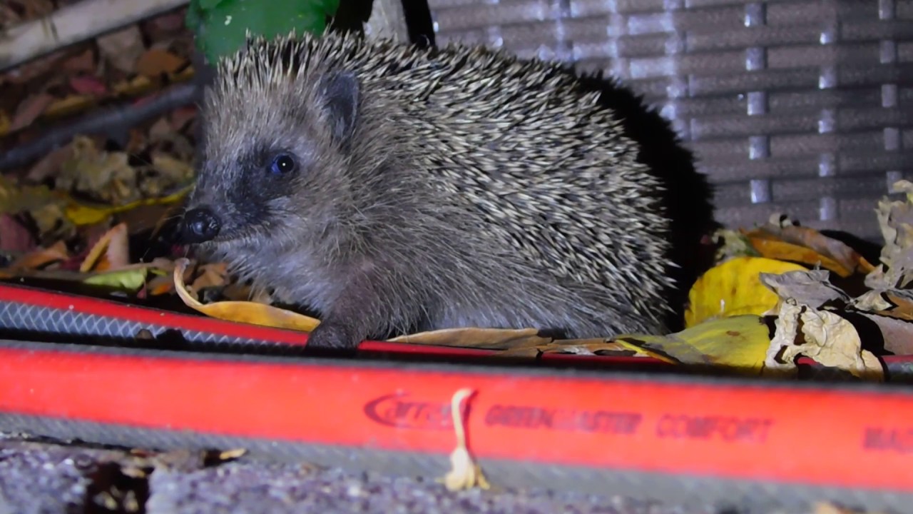 Junger Igel im Garten Young hedgehog in the garden YouTube