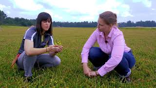 Bumper Crops Cranberry Color Management